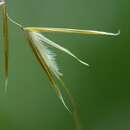 Image of giant feather grass