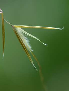 Image of Stipa