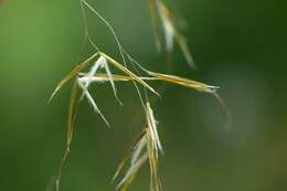 Imagem de Stipa