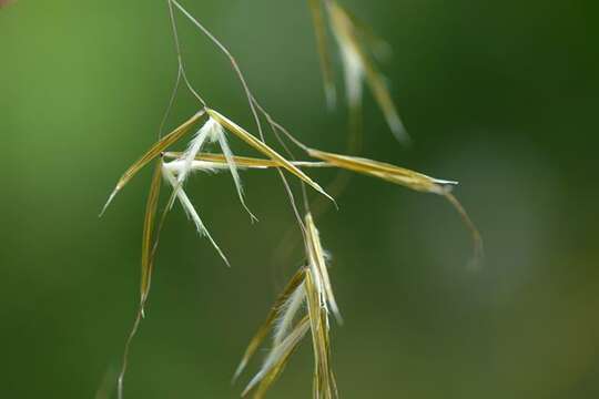 Imagem de Stipa