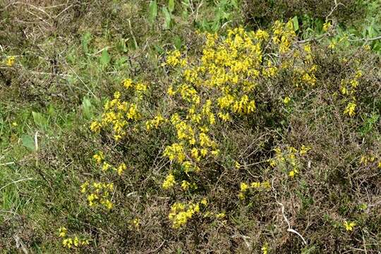 Genista anglica L. resmi