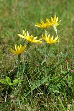 Image of salsify