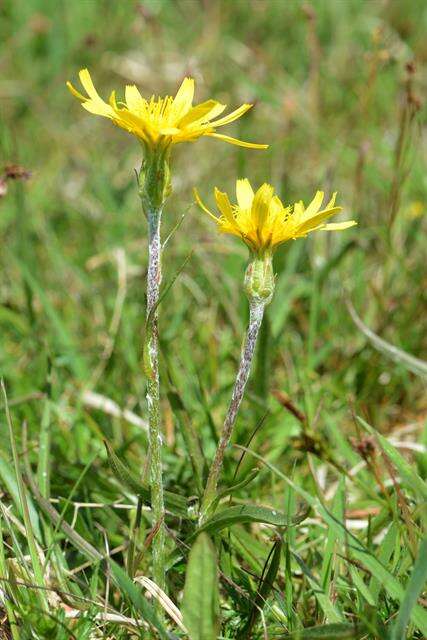 Image of salsify