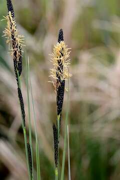 Image of Tufted Sedge