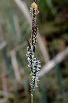 Image of Tufted Sedge