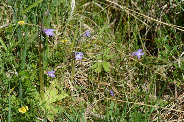 Image of Butterworts