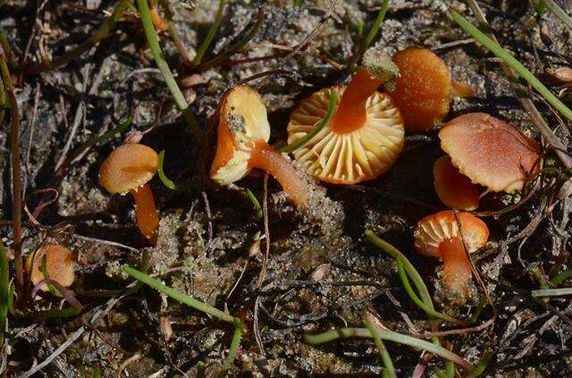 Image of Hygrocybe substrangulata (P. D. Orton) P. D. Orton & Watling 1969