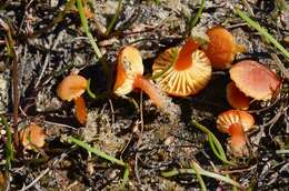 Image of Hygrocybe substrangulata (P. D. Orton) P. D. Orton & Watling 1969