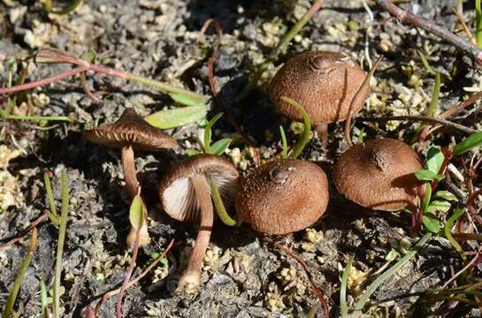 Image of Inocybe lacera (Fr.) P. Kumm. 1871