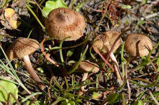 Image of Inocybe lacera (Fr.) P. Kumm. 1871