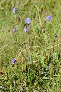 Image of Devil’s Bit Scabious