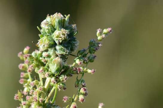 Image of <i>Boucheella artemisiae</i>