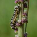 Image of Timothy Tortrix Moth