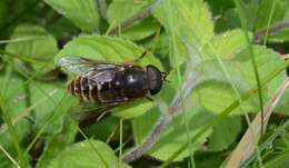 Image of horse and deer flies