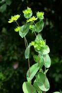 Image of hare's ear