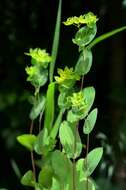 Image of hare's ear