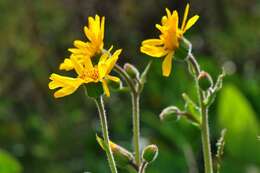 Arnica resmi