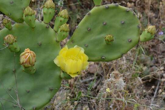 Image of Prickly Pears