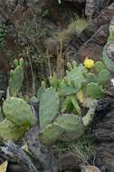 Image of Prickly Pears