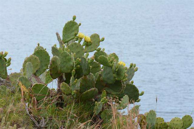 Image of Prickly Pears