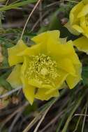 Image of Prickly Pears