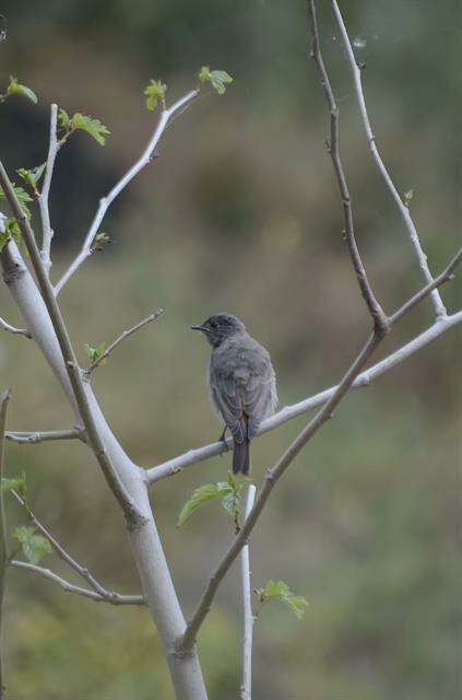 Image of Phoenicurus Forster & T 1817