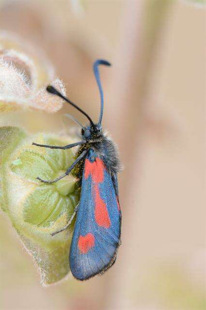 Image of Zygaena sarpedon Hübner 1790