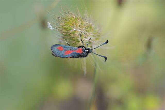 Image of Zygaena sarpedon Hübner 1790