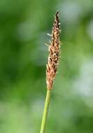 Image of Eleocharis palustris subsp. waltersii