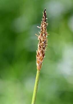 Image of Eleocharis palustris subsp. waltersii