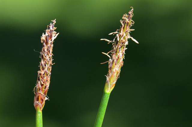 Image of Eleocharis palustris subsp. waltersii