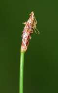 Image of Slender Spike-rush