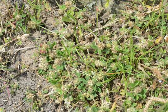 Image of knotted clover