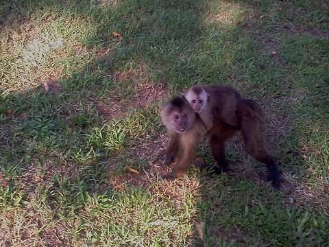 Image of Brown weeper capuchin