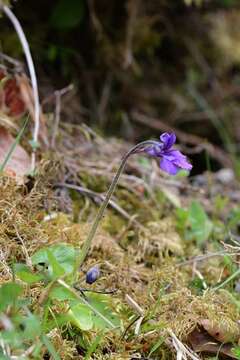 Image of Butterworts