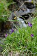 Image of Butterworts