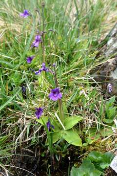 Image of Butterworts