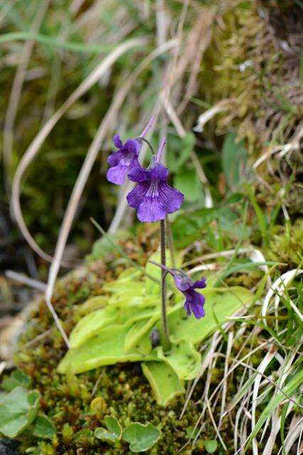 Image of Butterworts