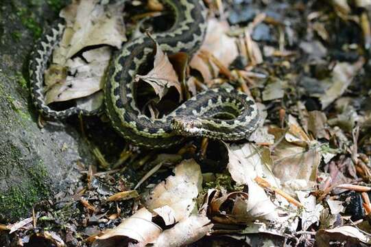 Image of Vipers