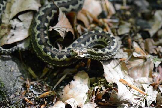 Image of Vipers