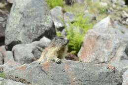 Image of Marmot