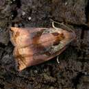 Image of large fruit-tree tortrix