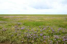 Image of Marsh Rosemary