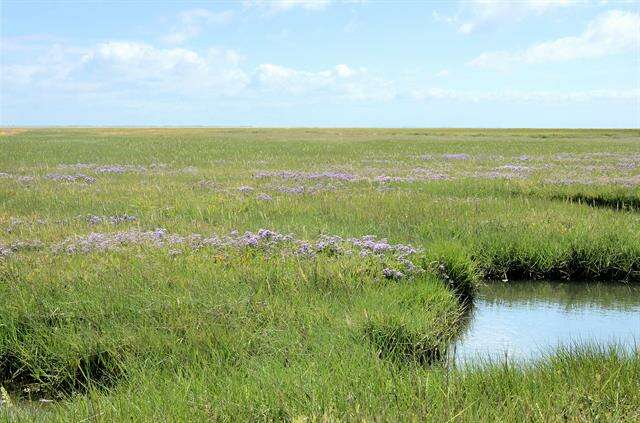 Image of Marsh Rosemary