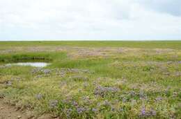 Image of Marsh Rosemary