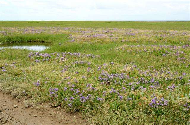 Image of Marsh Rosemary