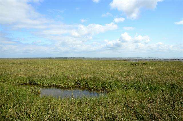 Image of cordgrass