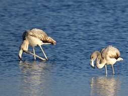 Imagem de Phoenicopterus roseus Pallas 1811