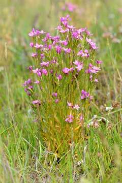 Image of Centaury