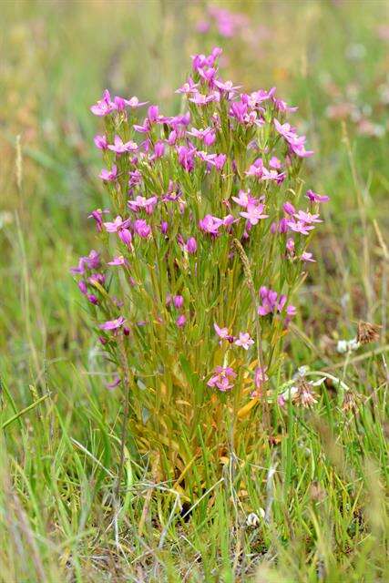 Imagem de Centaurium